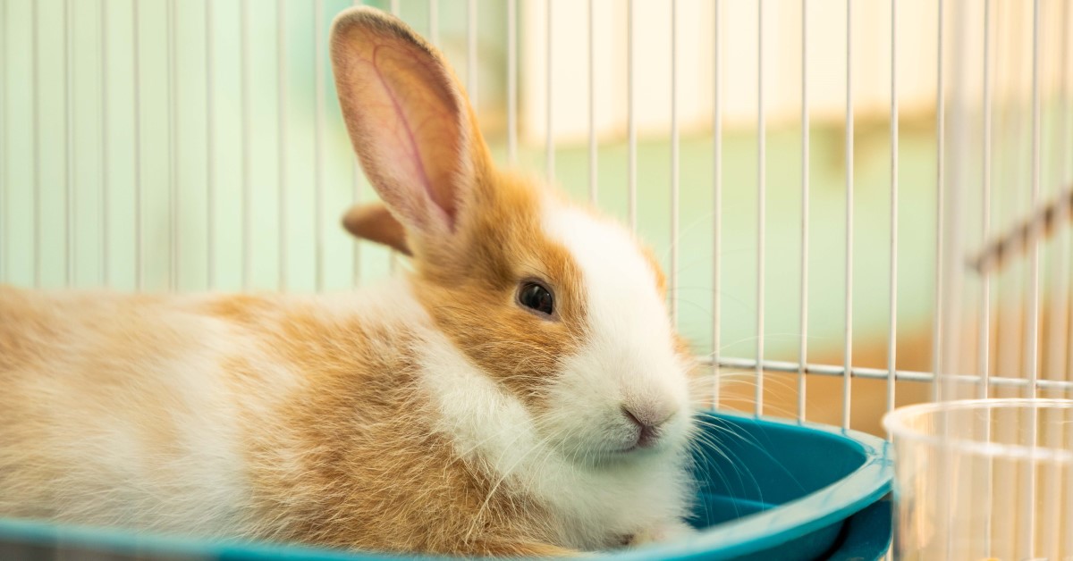 Ask Dr. Jenn: Does my Rabbit have Hemorrhagic Disease?
